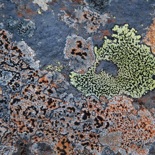 To Skógar - Lichens